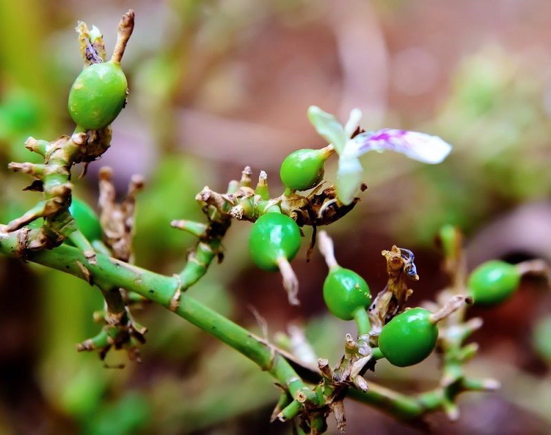 green-and-unripe-cardamom-pods-with-flower