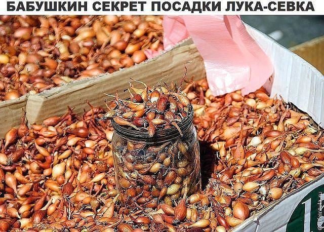 sekret-posadki-luka-foto