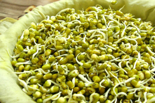Исследование подтверждает: Всего 4 ст.л. в день, и рак исчезнет! sprout-mung-beans-step-9-1024x768-2