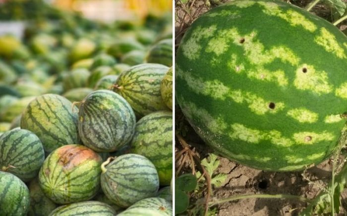 Как выбрать самый спелый и вкусный арбуз в мире: 7 правил, которые нужно помнить каждому арбузофилу