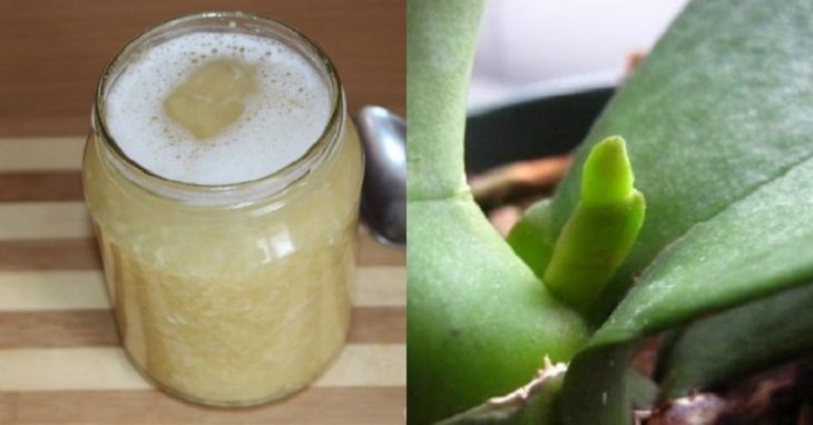 «Моя орхидея цветет как сумасшедшая»-вот как приготовить чесночную вкусняшку для обильного цветения орхидей «Моя орхидея цветет как сумасшедшая»-вот как приготовить чесночную вкусняшку для обильного цветения орхидей